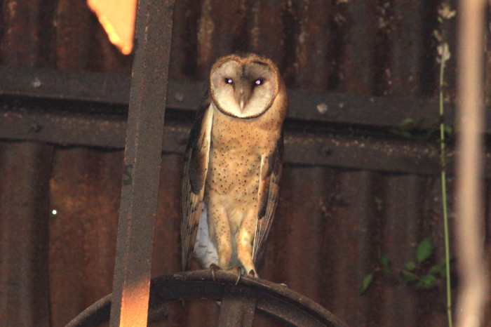 Barn Owl