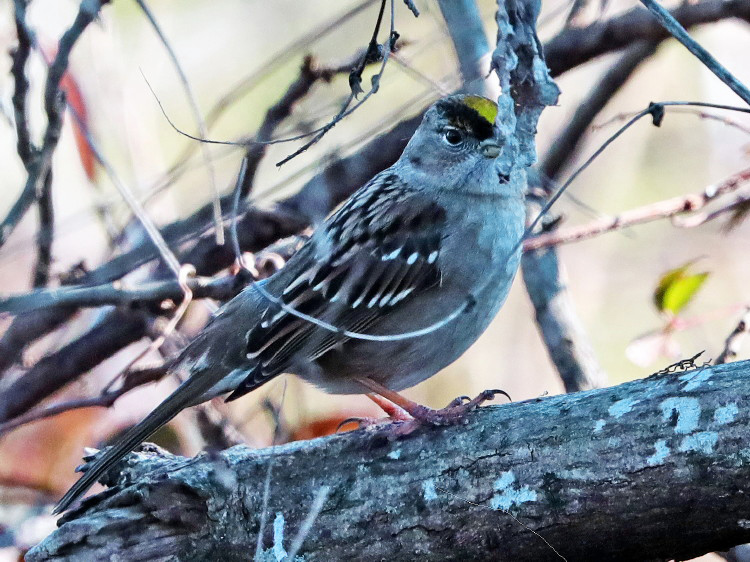 Golden-crowned Sparrow