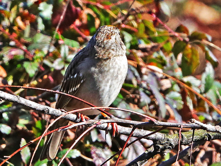 Golden-crowned Sparrow