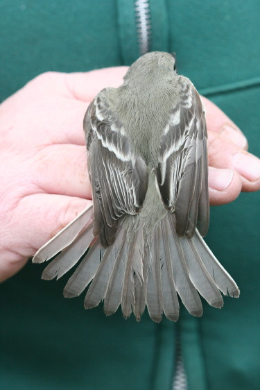 Gray Flycatcher