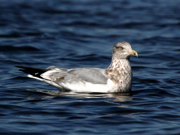 Herring Gull (3rd winter)