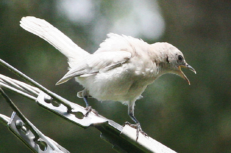 Northern Mockingbird (Albino)