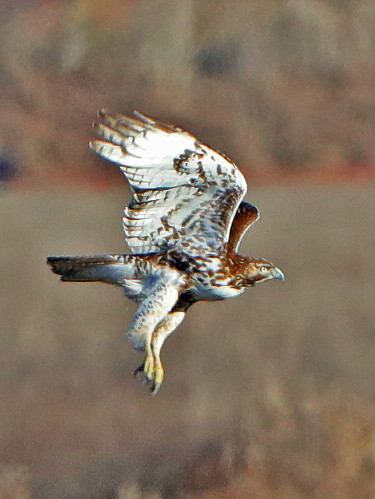 Red-tailed Hawk,  light morph immature