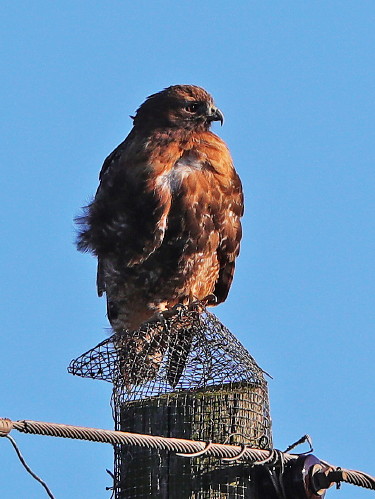 Red-tailed Hawk, Calurus Subspecies