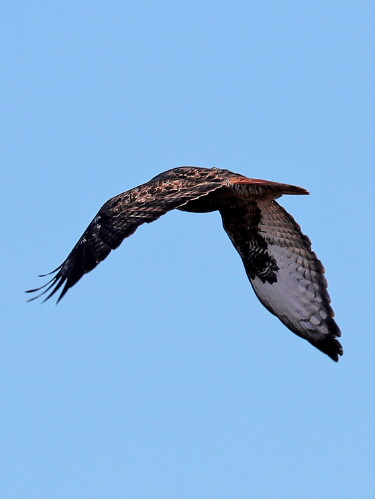 Red-tailed Hawk, Calurus Subspecies