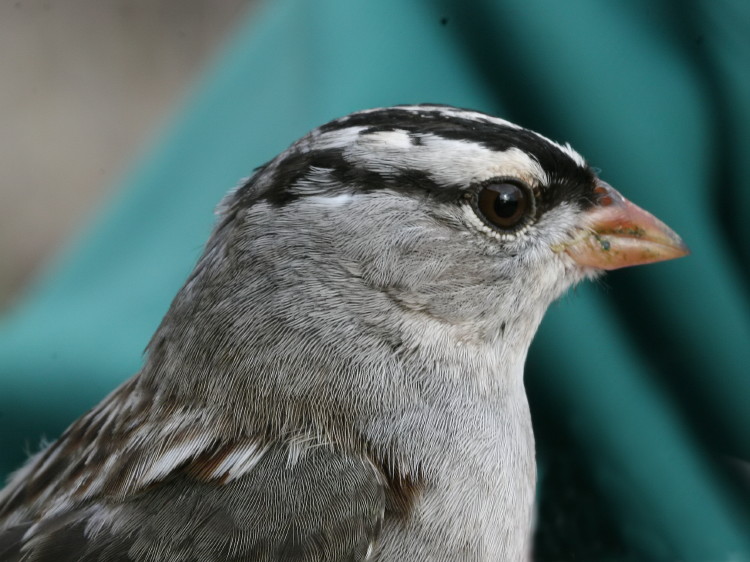 White-crowned Sparrow 
