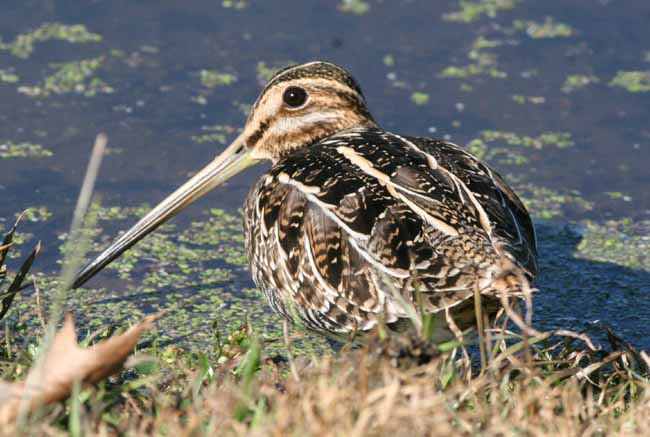 Wilson's Snipe