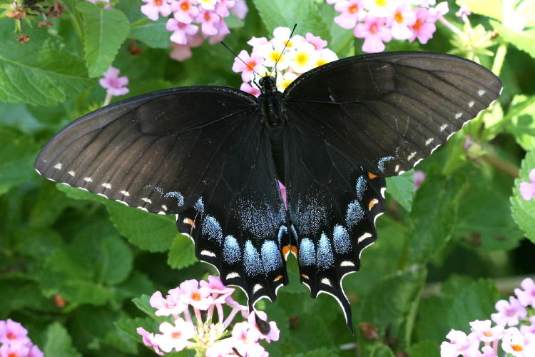 Eastrn Tiger Swallowtail