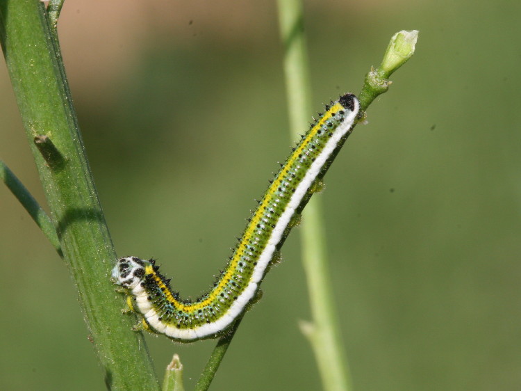 Falcate Orangetip Caterpillar