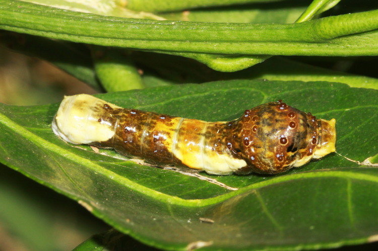 Giant Swallowtail Caterpillar
