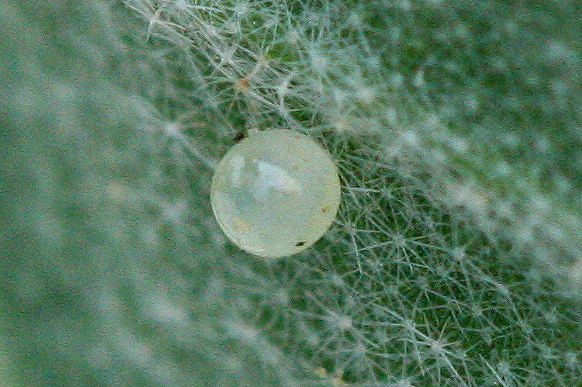 Goatweed Leafwing Egg