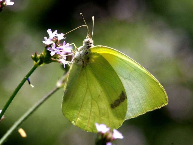 Lyside Sulphur