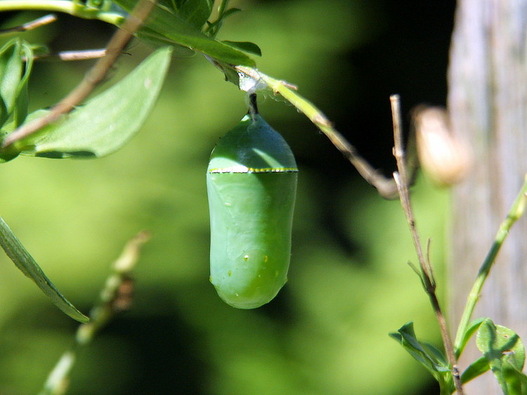 Monarch Chrysalis