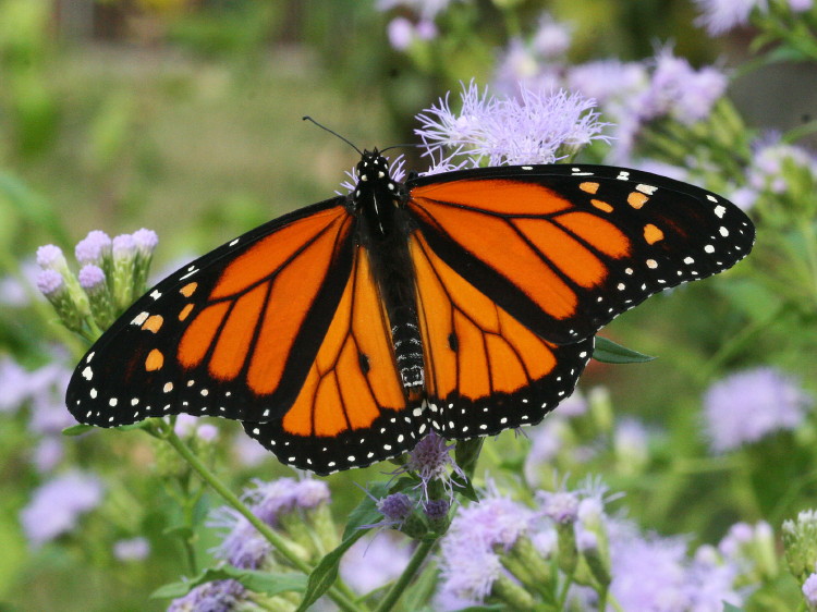 Monarch Male