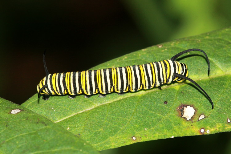 Monarch Larva