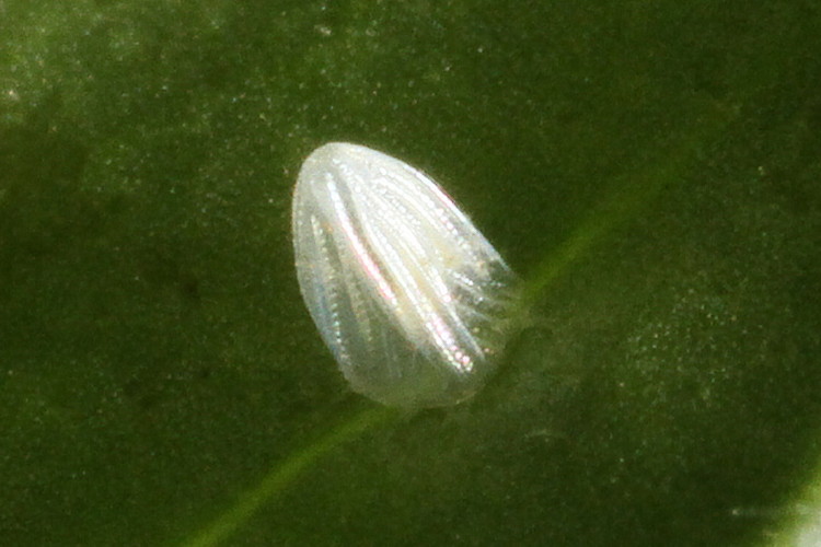 Monarch Egg