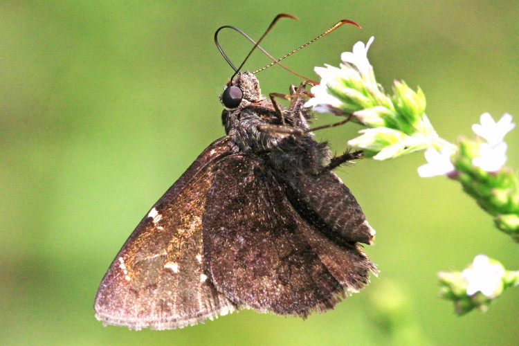 Northern Cloudywing 
