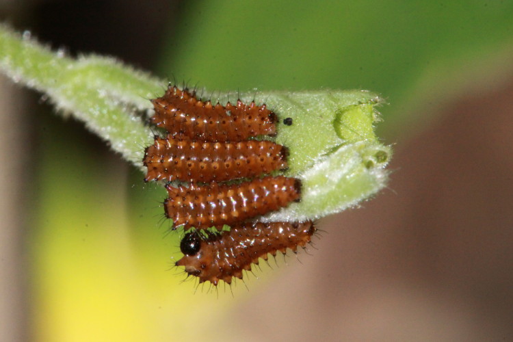 Pipevine Swallowtail (Caterpillars)