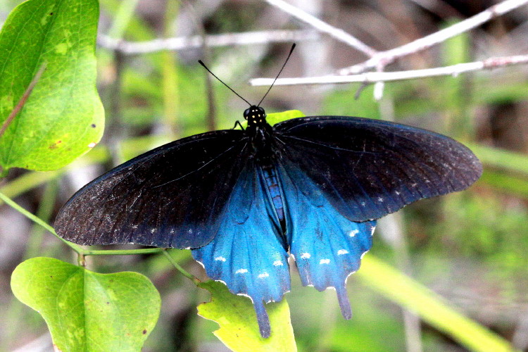 Pipevine Swallowtail (male)