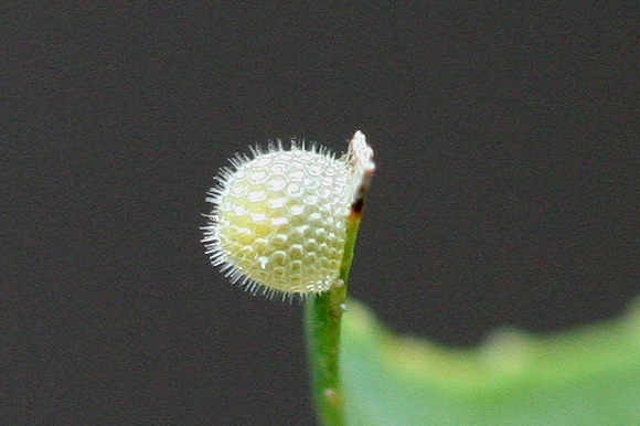 Red-spotted Purple Egg