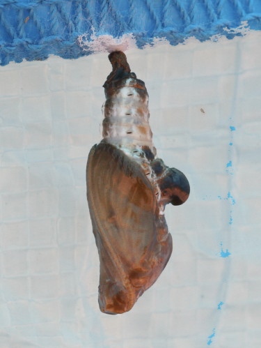 Red-spotted Purple Chrysalis