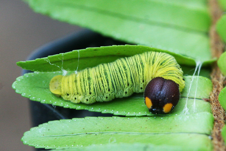 Silver-spotted Skipper Caterpillar