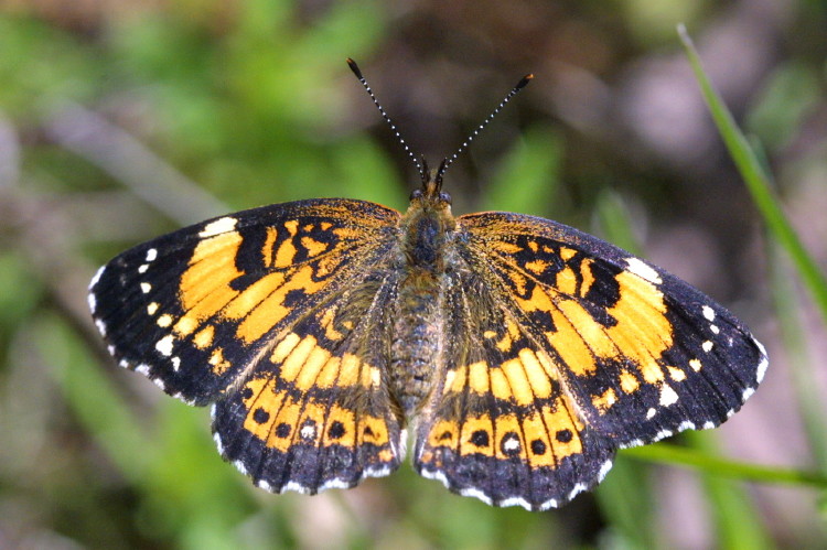 Sillvery Checkerspot
