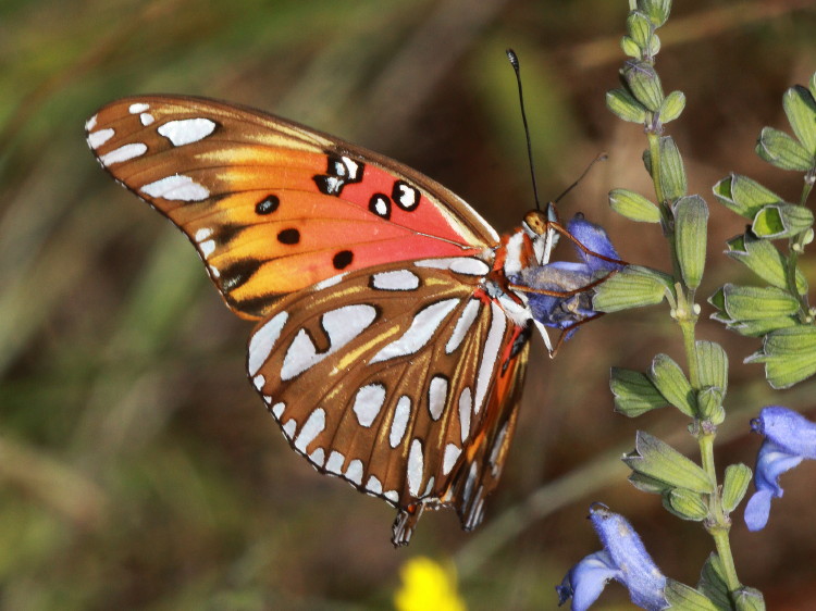 Gulf Fritillary