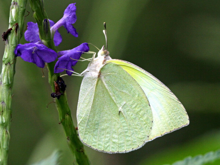 Lyside Sulphur