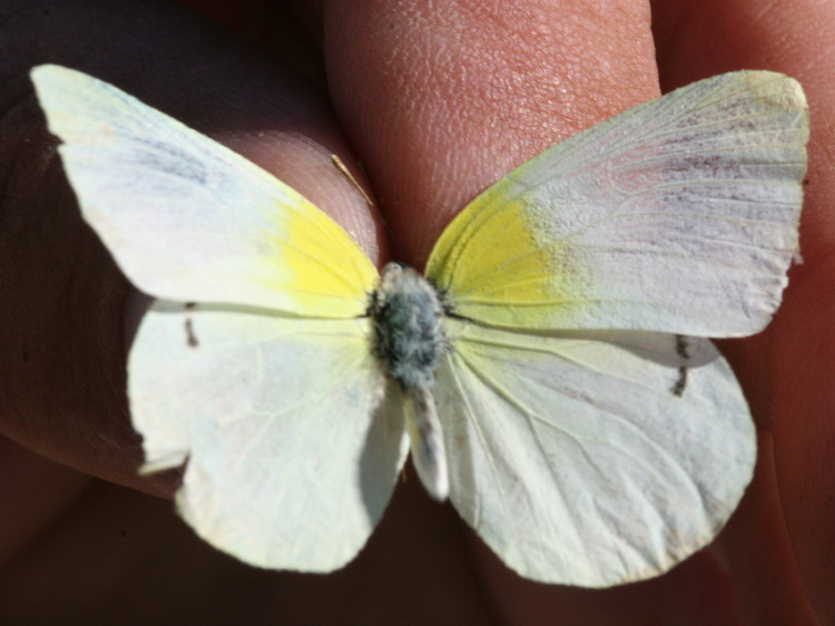 Lyside Sulphur