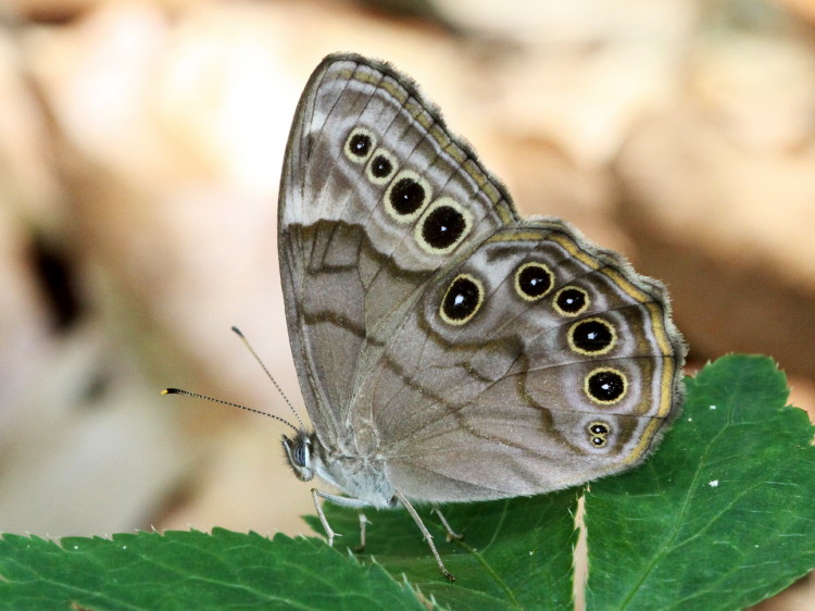 Northern Pearly-Eye