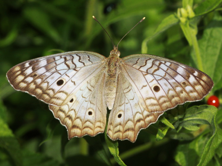 White Peacock