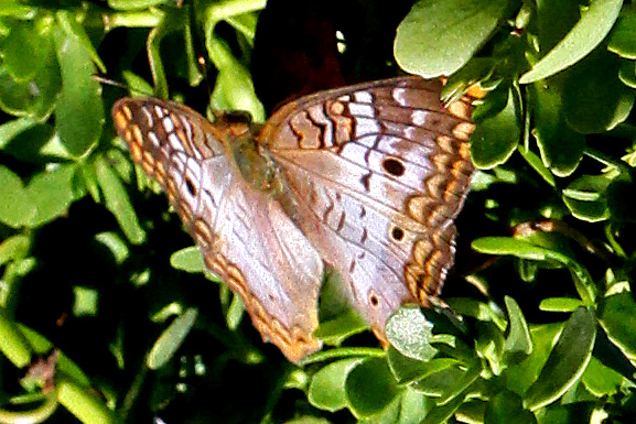 White Peacock