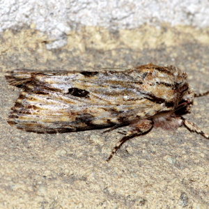 10519 Morrisonia mucens, Gray Woodgrain Moth