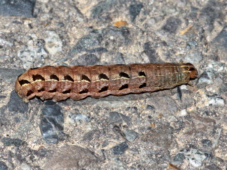 10955 Agnorisma badinodis, Pale-banded Dart Moth, Caterpillar
