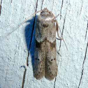 1162 Blastobasis glandulella, Acorn Moth