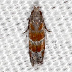 2229 Battaristis vittella, Stripe-backed Moth