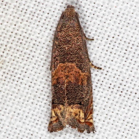 3172 Epiblema strenuana, Ragweed Borer Moth