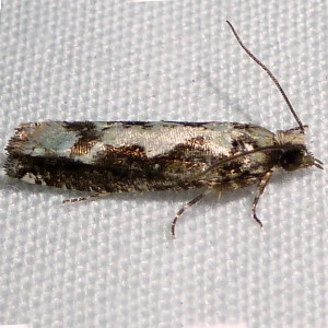moths/3273_Chimoptesis_pennsylvaniana_Filigreed_MothP1110371_1.jpg