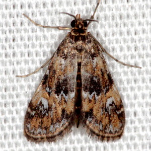 Elophila obliteralis, Waterlily Leafcutter Moth, Hodges #4755