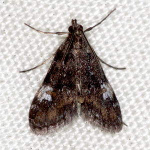 Elophila obliteralis, Waterlily Leafcutter Moth, Hodges #4755