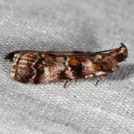 5849 Dioryctria pygmaeella, Bald Cypress Coneworm Moth
