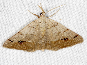 6419 Isturgia dislocaria, Pale-veined Isturgia Moth