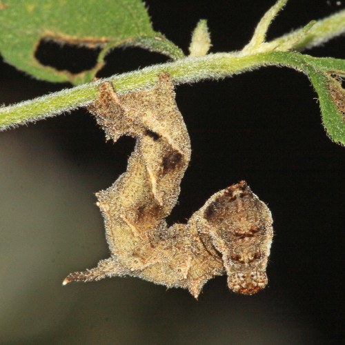 6486 Tornos scolopacinaria, Dimorphic Gray Moth Caterpillar