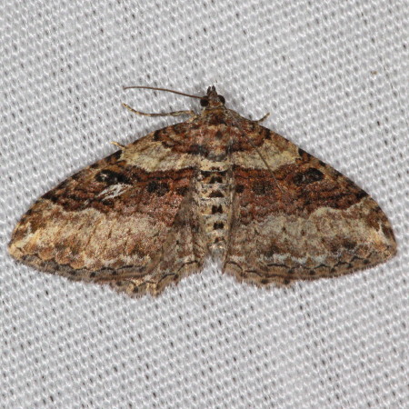 7416 Costaconvexa centrostrigaria, Bent-line Carpet Moth