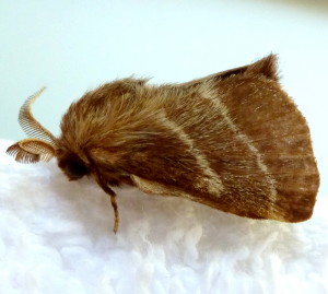 7701 Malacosoma americana, Eastern Tent Caterpillar Moth