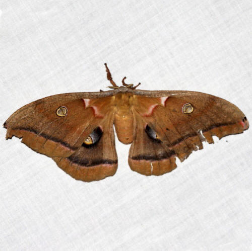 7757 Antheraea polyphemus, Polyphemus Moth