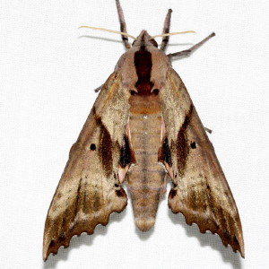 7824 Paonias excaecata, Blind-eyed Sphinx Moth