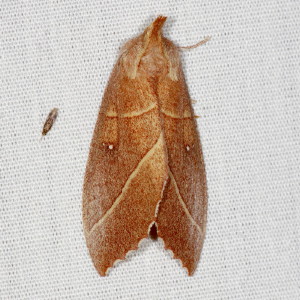 7915 Nadata gibbosa, White-dotted Prominent Moth