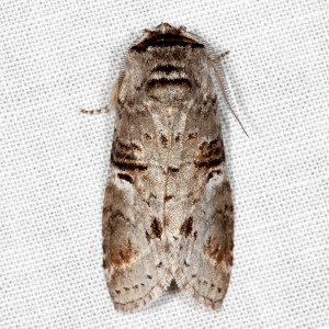  7930 Ellida caniplaga, Linden Prominent Moth